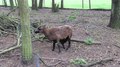 File:Saerbeck - Wildfreigehege Nöttler Berg - Cameroon sheep 02 ies.webm