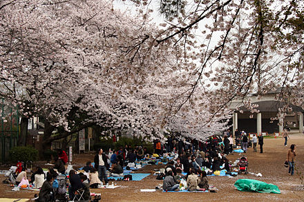 Cherry blossom picnic at Tamagawadai Park in Tokyo's Ota ward