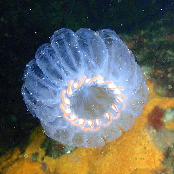 File:Salp colony, Aorangaia PA171899.JPG