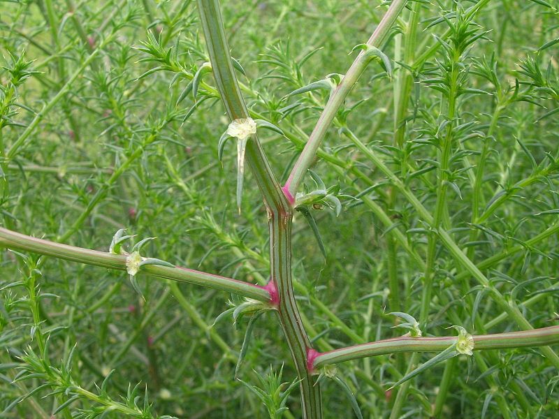 File:Salsola australis stem1 - Flickr - Macleay Grass Man.jpg