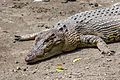 * Nomination Saltwater crocodile (head), Gembira Loka Zoo, Yogyakarta --Crisco 1492 02:37, 16 March 2015 (UTC) * Promotion Good for me. --Ximonic 04:45, 16 March 2015 (UTC)