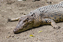 Krokodýl slaný (Crocodylus porosus), zoo Gembira Loka, 15. 3. 2015 01.jpg