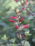 Miniatura para Salvia holwayi