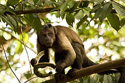 File:Macaco-prego Sapajus libidinosus 2012 28066.jpg - Wikipedia