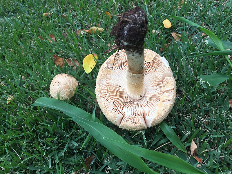 File:Saproamanita manicata 800824.jpg