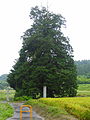 Vella árbore na prefectura de Fukushima, Xapón