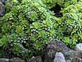 Saxifraga ×anglica 'Beryl'