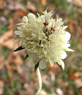 Scabiosa ochroleucaG2.jpg