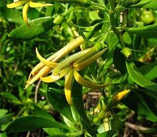 <i>Scaevola gaudichaudii</i> Species of shrub