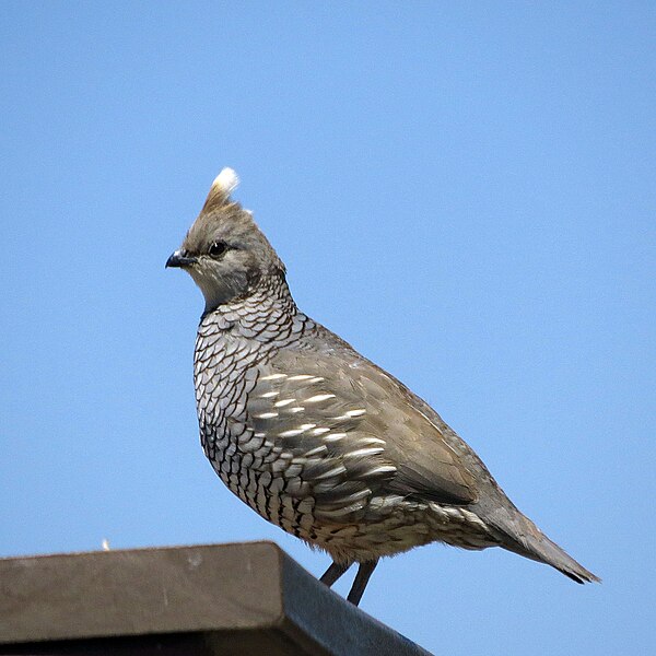 File:Scaled Quail (18005278900).jpg