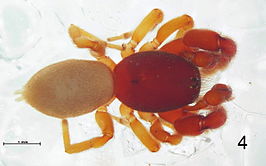 Scelidocteus