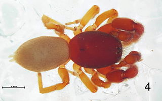 <i>Scelidocteus</i> Genus of spiders