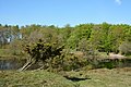 Schleswig-Holstein, Jörl, nature reserve Düne am Rimmelsberg NIK 1871.jpg