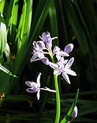Scilla lilio-hyacinthus05.jpg