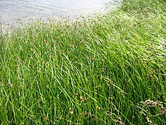 Des scirpes maritimes et des scirpes glauques, deux plantes résistantes au sel, formant une prairie sur les côtes de la mer Baltique, dans le nord de la Pologne.