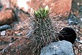 Mit Knospen im Inneren Grand Canyon in Arizona, wiederentdeckt von F. Hochstätter in den 90er Jahren.