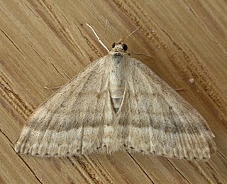 <i>Scopula lydia</i> Species of geometer moth in subfamily Sterrhinae