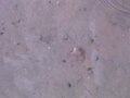 Snails feeding on the sea floor (50 sec)