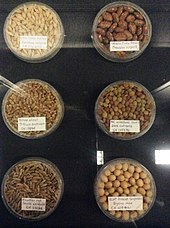 Examples from the Seed Collection Seed Collection Beaty.jpg