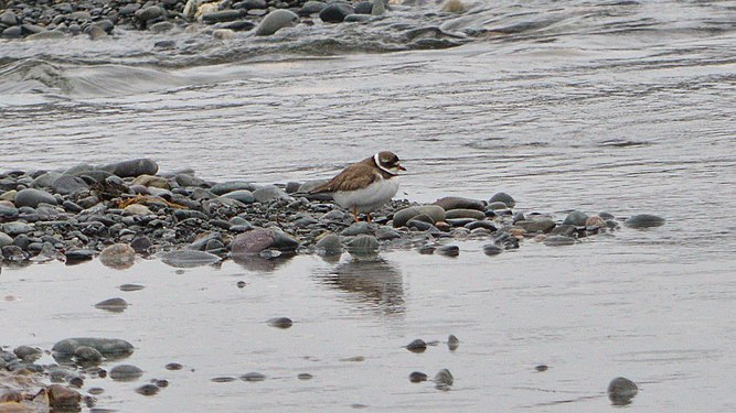 Semipalmated Plover (Charadrius semipalmatus)