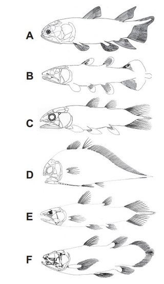 <i>Rhabdoderma</i> Extinct genus of coelacanths