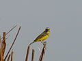 Mosambikgirlitz Yellow-fronted Canary