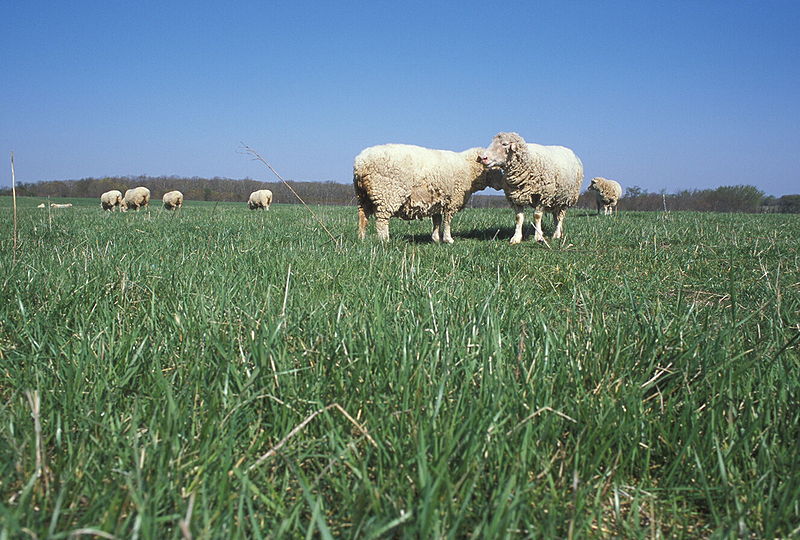 File:Several sheep taken from ground level.jpg