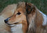 Shanti shetland sheepdog2.jpg