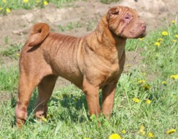 250px-Sharpei_female.jpg