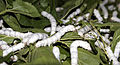 Seidenspinner-Raupen, 21 Tage alt, auf Maulbeerblättern