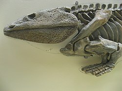 イクチオステガの骨格化石 / anterior coracoid と posterior coracoid を既に具えているが、それは武骨とでも言うべき頑丈な骨である。