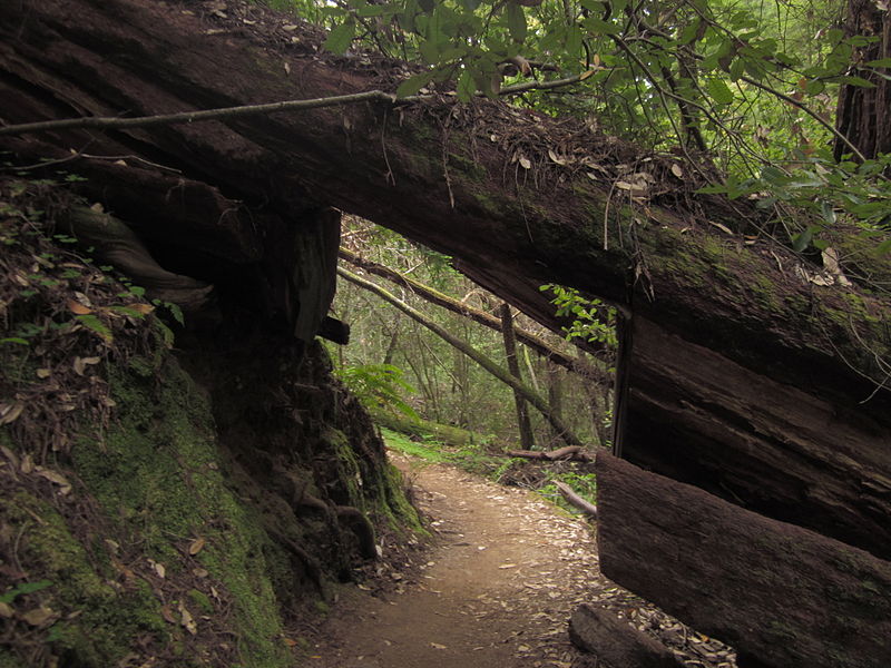 File:Skyline-to-the-Sea Trail 3.jpg