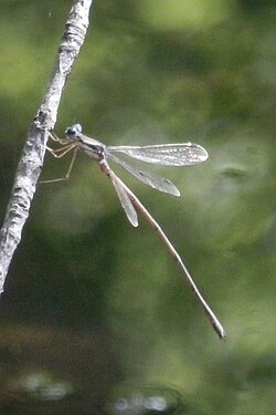 Slender Spreadwing (Lestes rectangularis)