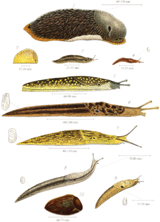 <span class="mw-page-title-main">Slug</span> Shell-less terrestrial gastropod mollusc