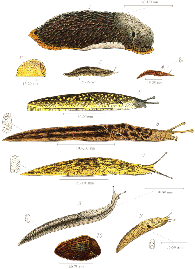 Slug - Wikipedia