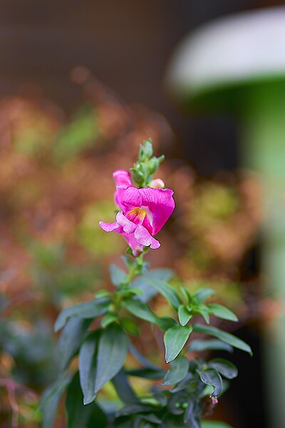 File:Snapdragon (Antirrhinum) in Athens on August 4, 2023.jpg