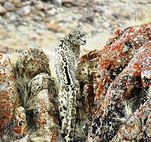 A camouflaged predator: snow leopard in Ladakh. The distinction between aggressive mimicry and predator camouflage depends on the signal given to the prey, not easily determined. Snow Leopard in Ladakh( Photo by Tashi Lonchay).jpg