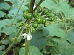 Solanum violaceum 05.JPG