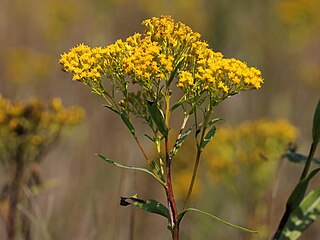 <i>Solidago</i> sect. <i>Ptarmicoidei</i> Section of flowering plants in the genus Solidago