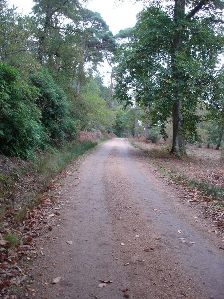 File:Somerley Estate road leading to Lower Turmer - geograph.org.uk - 268186.jpg