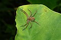 * Nomination Heteropoda sp --Vengolis 02:15, 7 July 2017 (UTC) * Promotion Good quality. -- Johann Jaritz 02:21, 7 July 2017 (UTC)