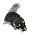 Миниатюра для Файл:SpectacledDormouse C.png