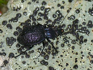 <i>Sphaeroderus schaumii</i> Species of beetle