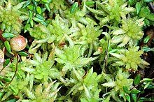 Sphagnum.palustre .-. Lindsey.jpg