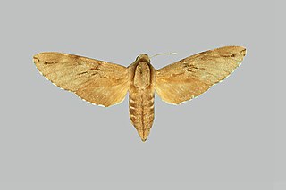 <i>Sphinx caligineus</i> Species of moth