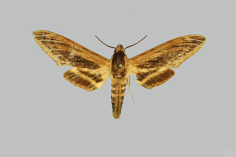 File:Sphinx constricta, male, upperside. Japan, Hondo, Sado Island.jpg