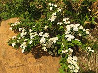 Spiraea nipponica