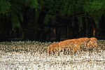 Beispielbild Satchari-Nationalpark