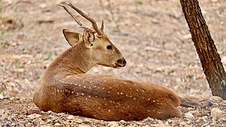 Spotted deer in S.V. zoo, Tirupathi (May 2019).jpg