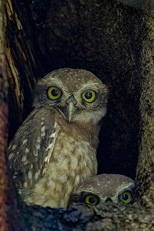 Young spotted owl trying to hide in their nest at National Botanical Garden of Bangladesh. Photograph: Apu Jaman